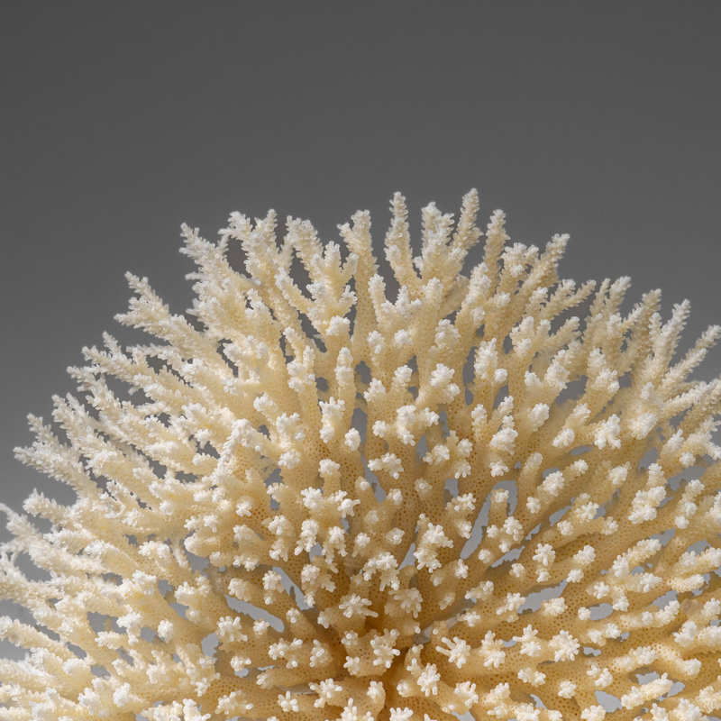 Corail de table blanc véritable (1,5 lb)
