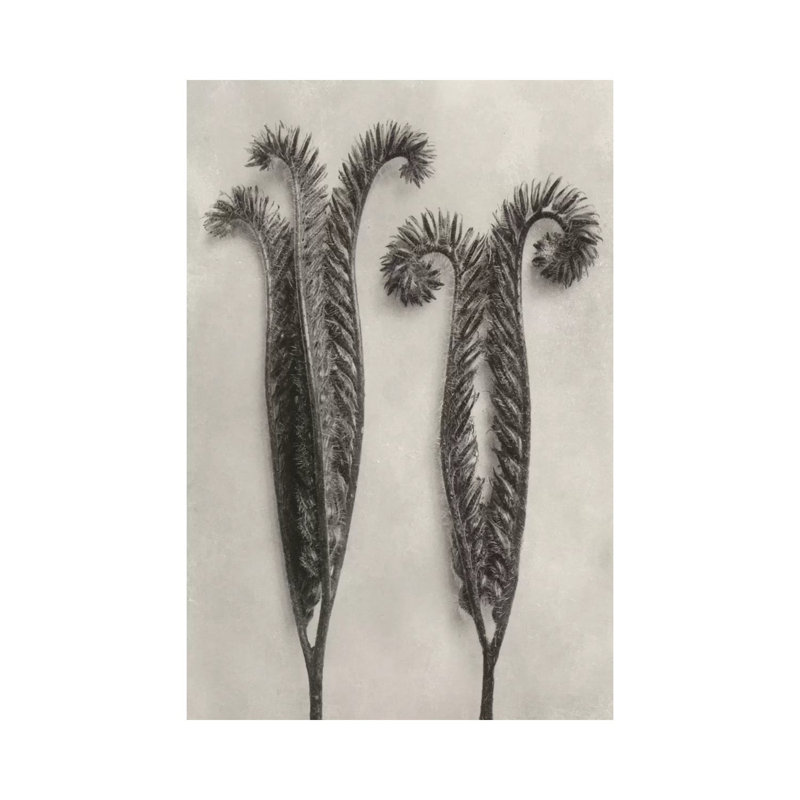 Blossfeldt Botanical II by Karl Blossfeldt - Wrapped Canvas Print, 30.48cm H x 20.32cm W x 1.91cm D