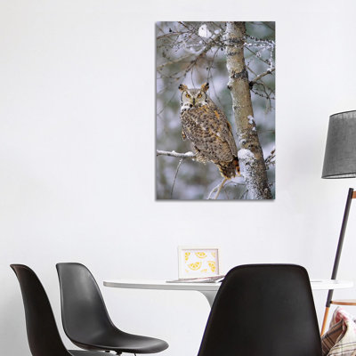 Great Horned Owl, Pale Form, Perching In A Snow-Covered Tree, British Columbia, Canada by Tim Fitzharris - Wrapped Canvas Print
