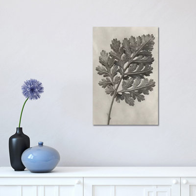 Blossfeldt Botanical III by Karl Blossfeldt - Wrapped Canvas Print