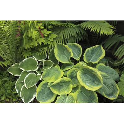 Jardin d'hosta et de fougère par Constantgardener