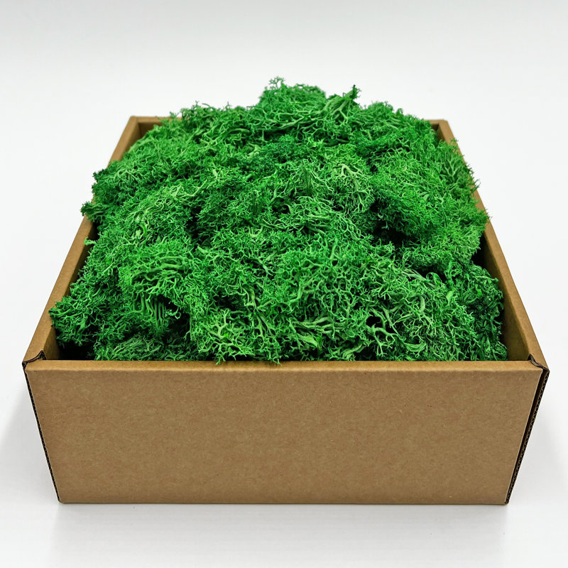 Preserved Moss for Home Décor – Green, 2" H x 7.5" W x 7.5" D