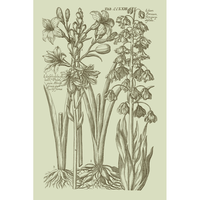 Garden Of Flora II by Vision Studio - Wrapped Canvas Print, 46cm H x 30cm W