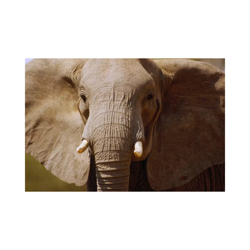 African Elephant Close Up, Amboseli National Park, Kenya by Gerry Ellis - Wrapped Canvas Print, 20.32 cm H x 30.48 cm W