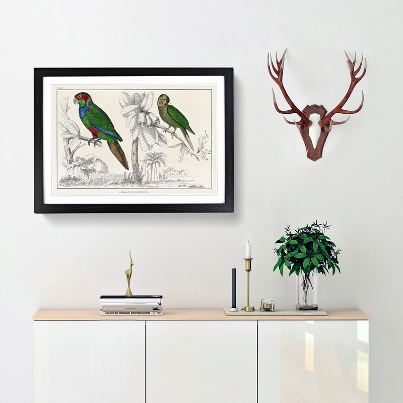 Parrots by Oliver Goldsmith - Framed Print, Black Framed, 48cm H x 65cm W x 2cm D