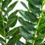 Zamioculcas artificiel-756904526