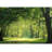 Trees In A Summer Forest-88769707