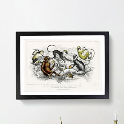 Orangutan and Monkeys by Oliver Goldsmith - Framed Print
