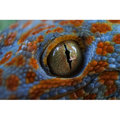 Tokay Gecko (Gekko Gecko) by Dkart