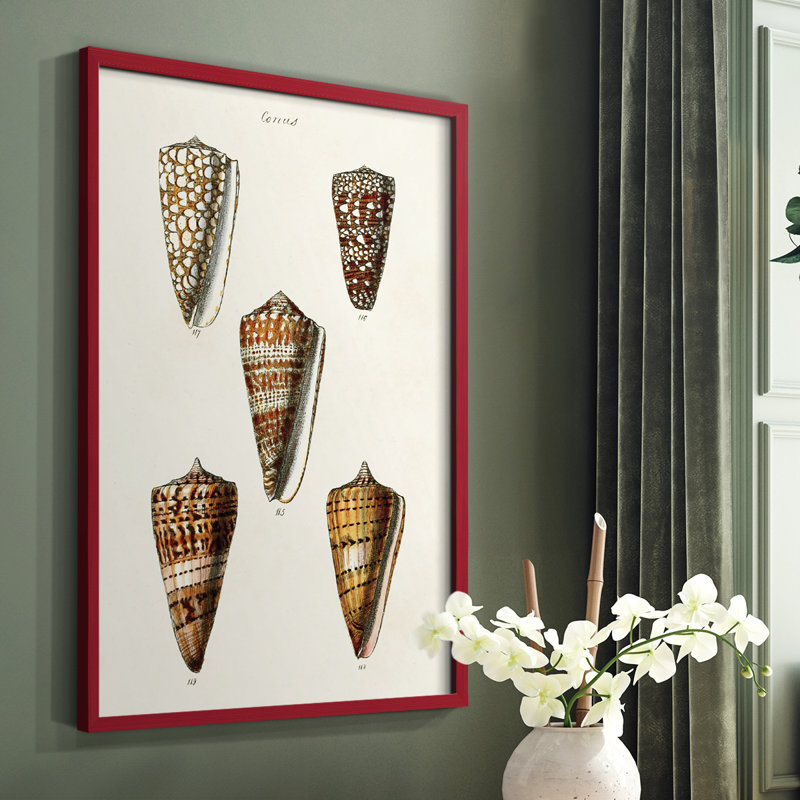 Impression encadrée «Cone Shell Collection II» - bois massif, Cadre simple rouge, H 10 po x l 8 po