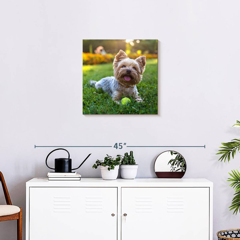 Crowle Yorkshire Terrier, 20" H x 20" W
