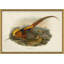Pheasants From Gould's Birds Of Australia 11 Giclee Print by John Gould