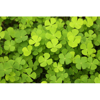 Azemmour " Four Leaf Clover Green Background " by T-Gomo