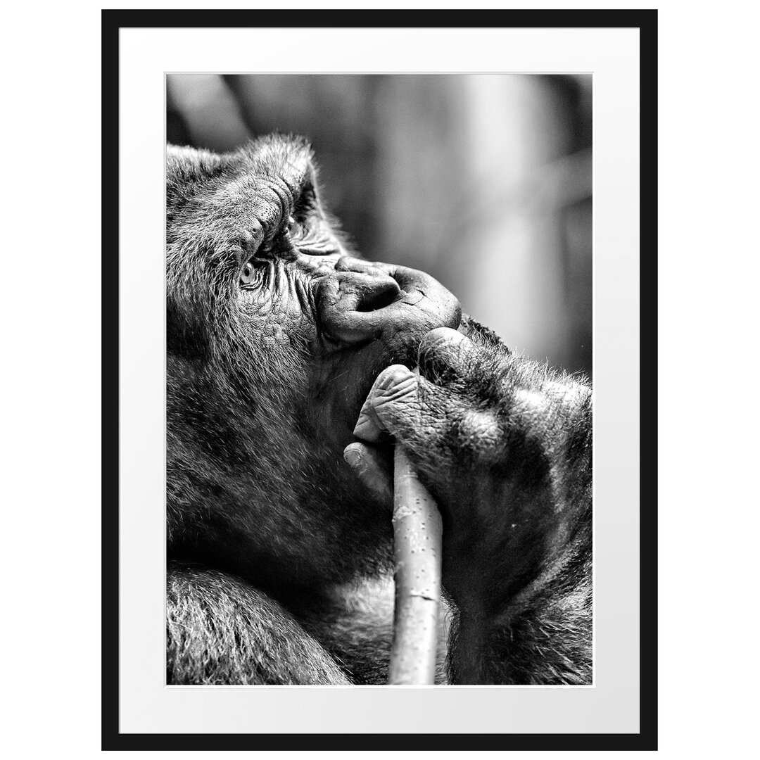 Gerahmtes Poster Gorilla isst