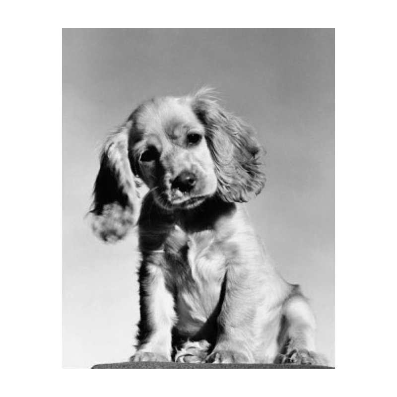 Collie, gros plan d'un chiot cocker (24 x 36)