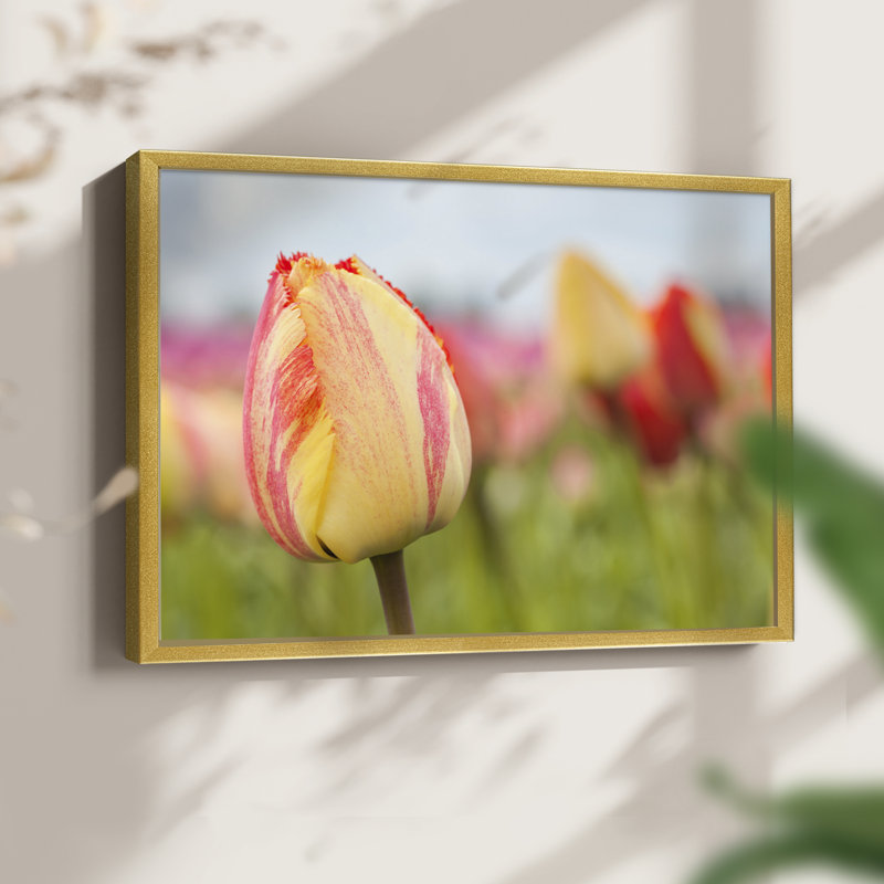 Spring Sherbet -Framed Print - Restickable