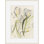 Tulips 2 Framed Drawing Print
