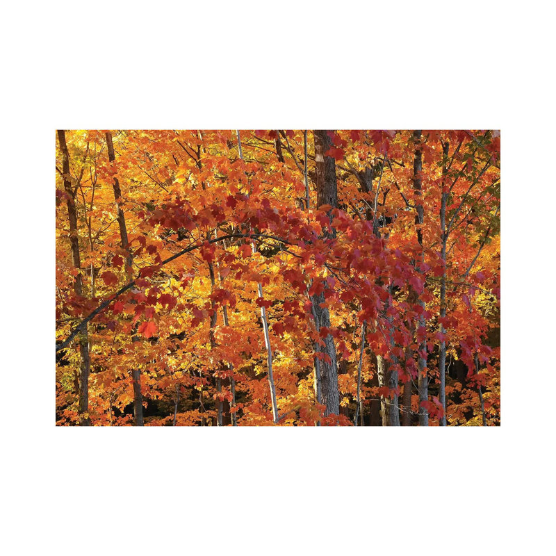 «Backlit Maples» par Brian Wolf - photographie sur toile tendue, H 8 po x l 12 po x P 0,75 po