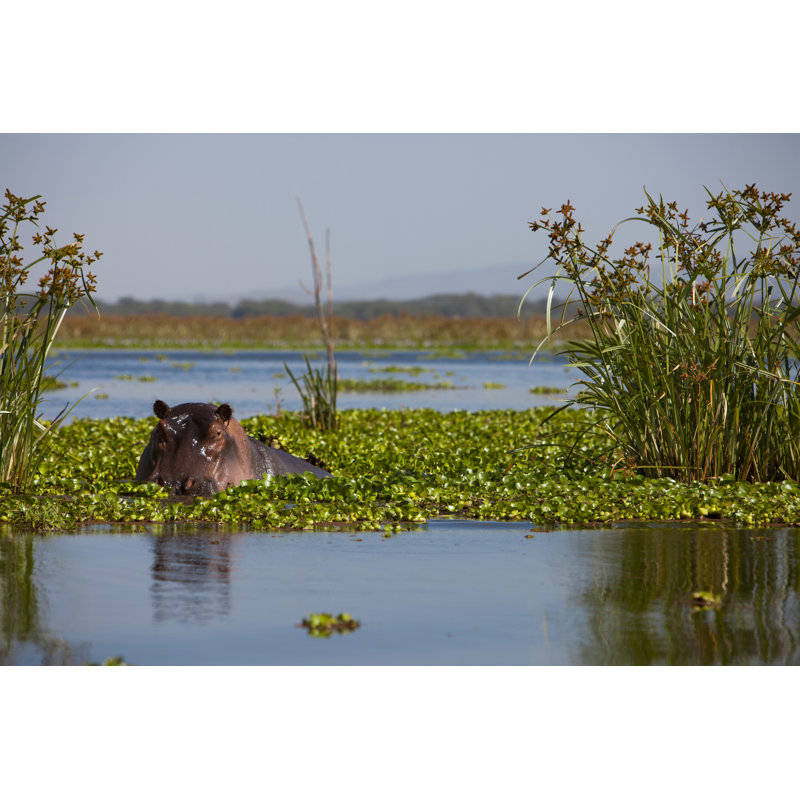 Hippo Hidden Between Water by Jorgriommi - Wrapped Canvas Print, 61cm H x 91cm W