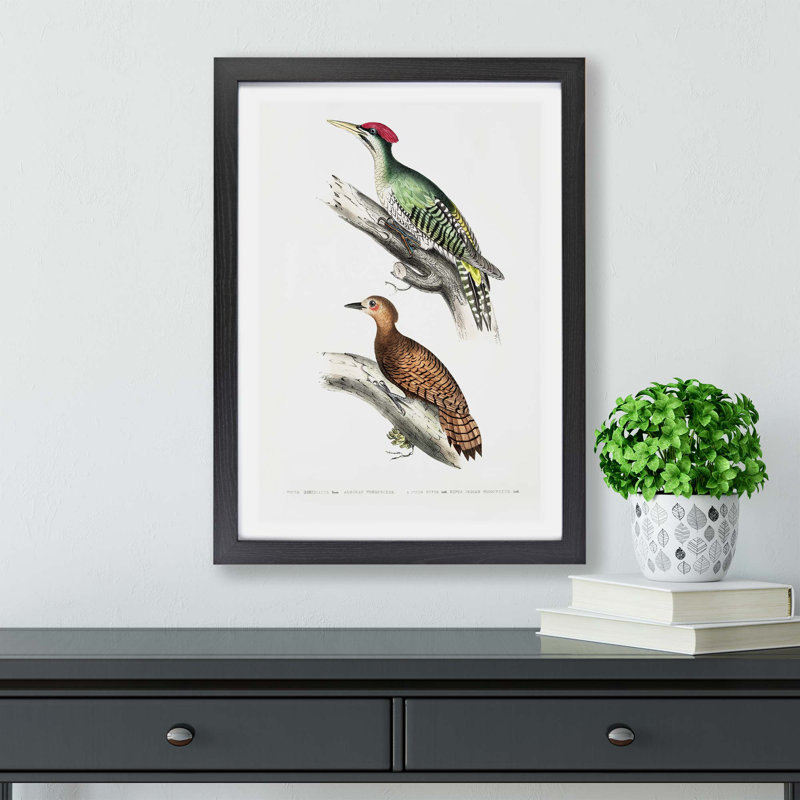 Woodpecker Illustrations by John Edward Gray - Framed Print, 45cm H x 63cm W x 2cm D, Black