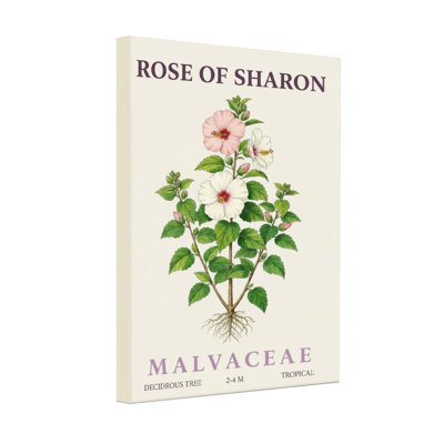 Plantes et fleurs rose de Sharon