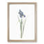 Iris Pratensis by Pierre-Joseph Redoute - Single Picture Frame Painting-89200590-89200594
