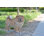 Standing Chow Chow Dog Statue