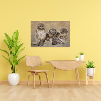 Three Glaring Owls Abstract Contemporary Bird Owl Forest Landscape Wall Art Print