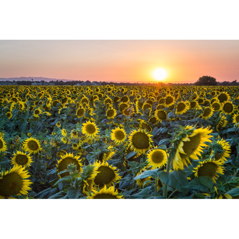 Davis Sunset Over Sunflowers by Ewoerlen - Wrapped Canvas Print, 30cm H x 46cm W x 3.8cm D