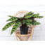 Live Rattlesnake Calathea Plant-72624808-72624807