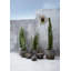Cocar Terracotta Table Vase-277008219
