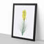 Yellow Asphodel Flowers by Pierre-Joseph Redoute - Picture Frame Painting Print-55613767-55613765
