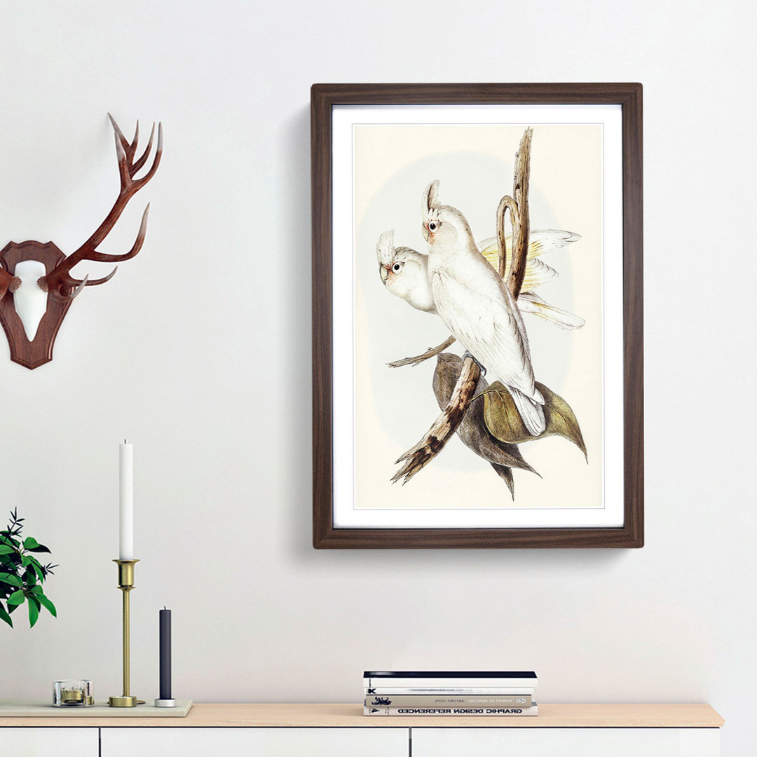 Blood-Stained Cockatoos by Elizabeth Gould - Picture Frame Art Print