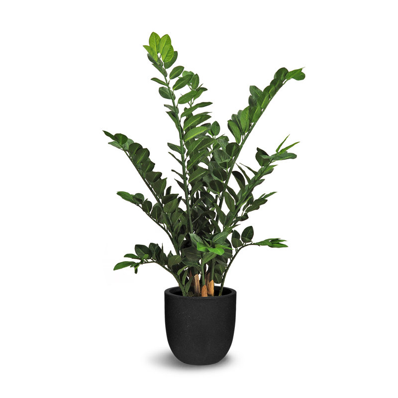 Faux zamioculcas botaniques au fini vert, H 35,5 po x l 24 po x P 37 po