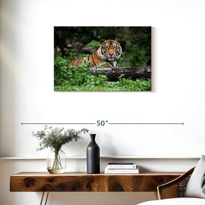 Brampt Indian Bengal Tiger