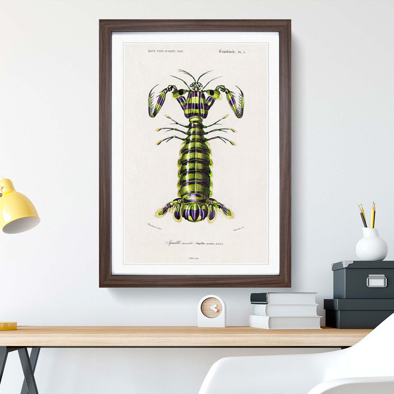 Giant Mantis Shrimp by Charles D'Orbigny - Framed Print, 48cm H x 36cm W x 2cm D, Walnut Framed