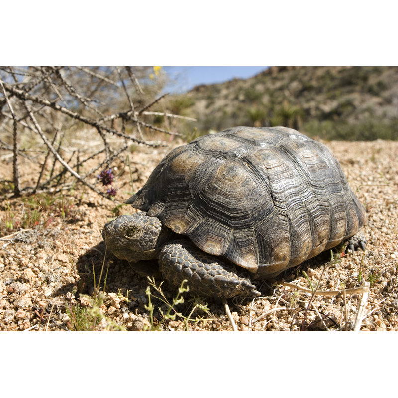 Desert Tortoise by Leosgnarly - Wrapped Canvas Print, 51cm H x 76cm W