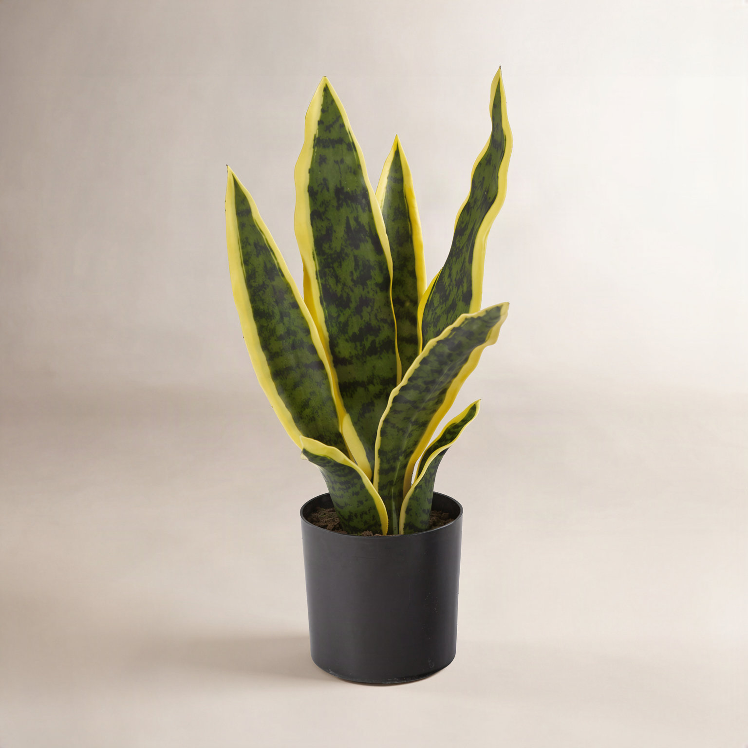 30" Snake Plant in Pot, 14" H x 6" W x 6" D, Yellow