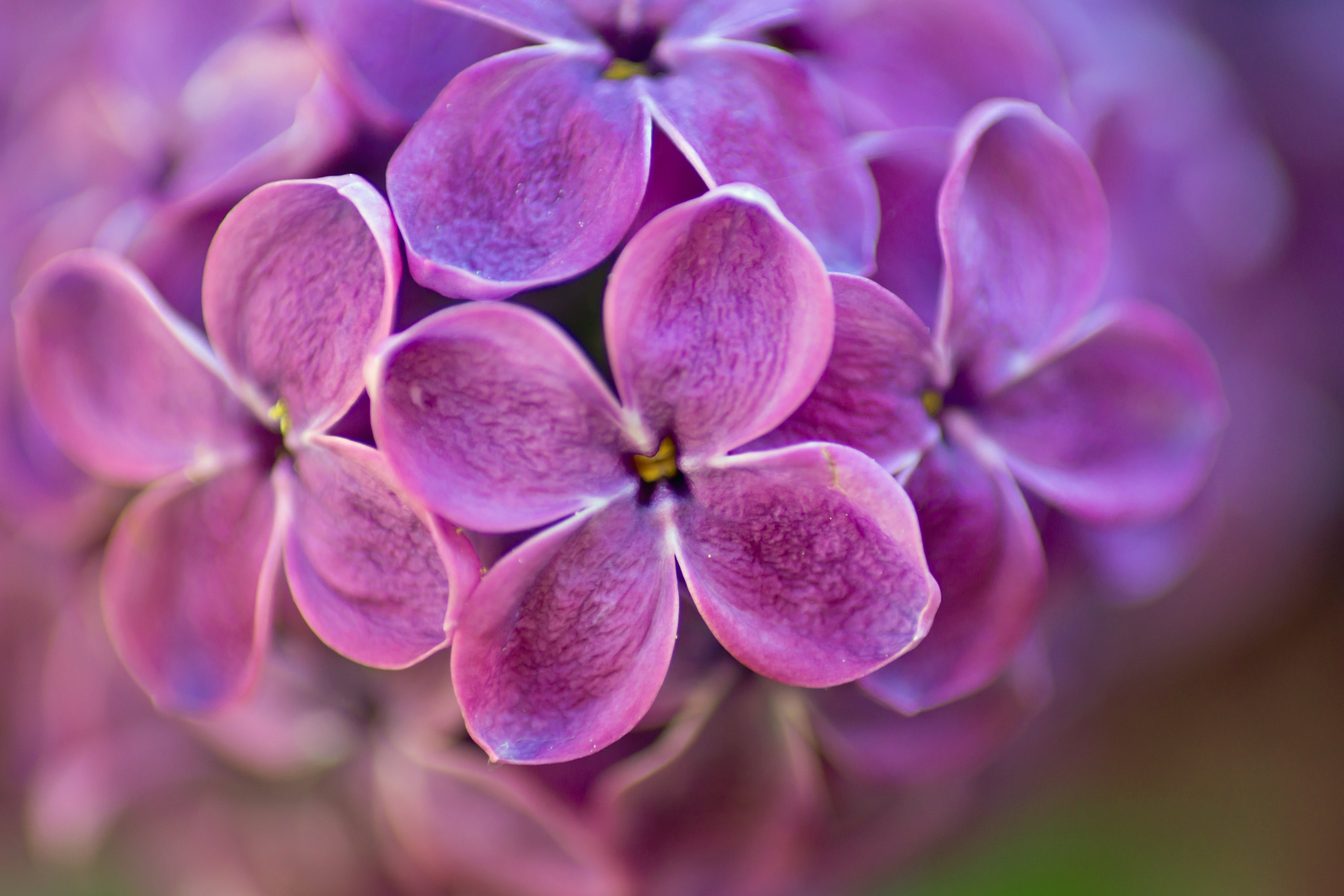 Lilac Flower Prints