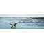 Chien sur la plage - bleu marine-999897015
