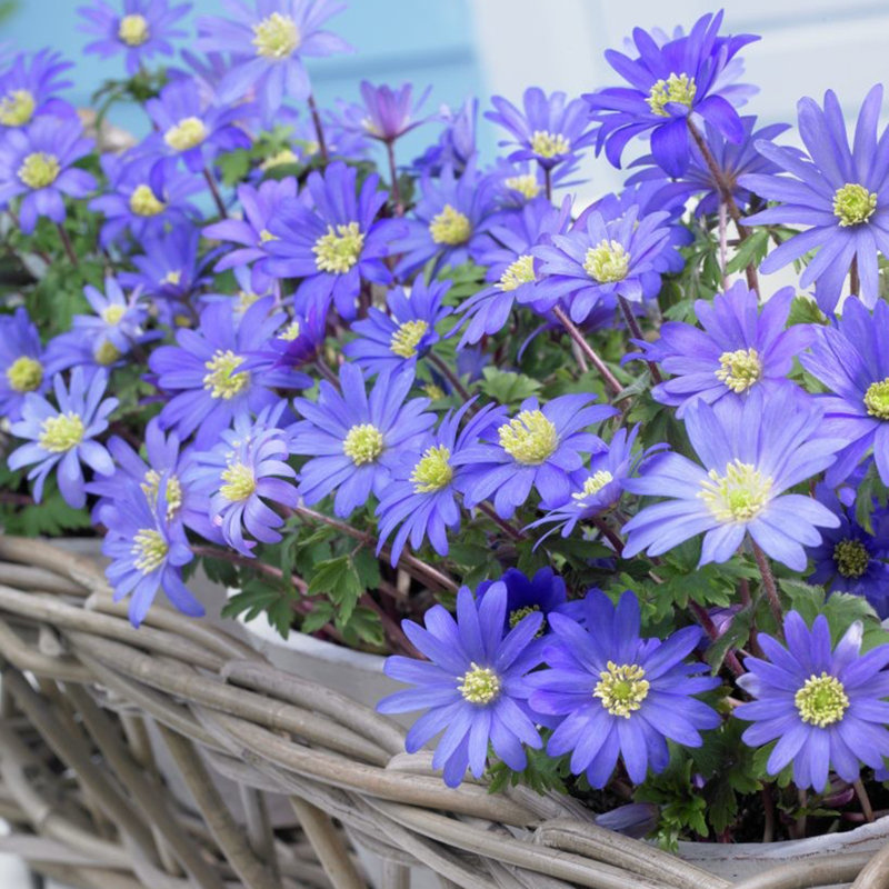 Wind Flower/Anemone Bulb