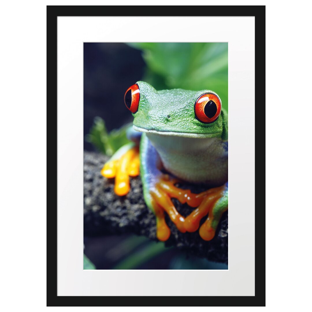 Gerahmtes Poster Rotaugenlaubfrosch auf Ast