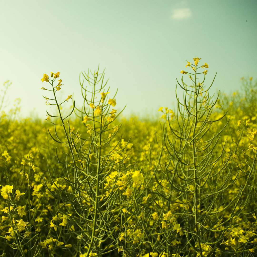 Canola Field von Mlenny - Kunstdrucke auf Leinwand ohne Rahmen