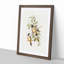 Buff-Sided Robins by Elizabeth Gould - Picture Frame Art Print-55512995-55512994