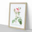 Moss Rose in Pink by Pierre-Joseph Redoute - Picture Frame Painting Print-55581973-55581969