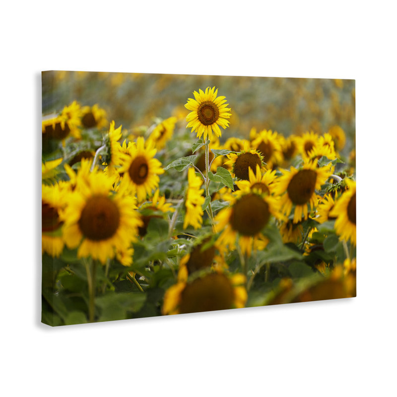 Toile centrale de tournesol dans la prairie, conception par Andy Crawford, H 24 po x l 36 po