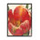 Doux tulipe rouge doux à gros plan floral
