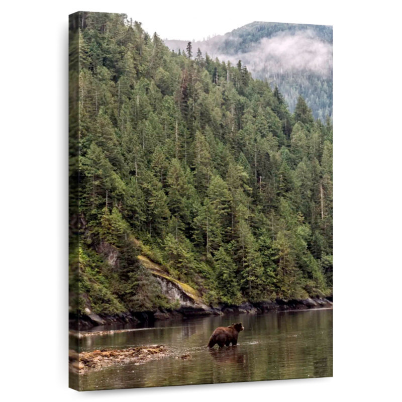 Alvord Great Bear Rainforest Grizzly, H 30 po x l 20 po