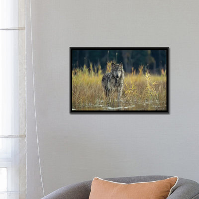 " Timber Wolf Pauses While Walking Through Lake, Montana " Color Photography Print