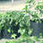 Gearonic Hydroponic Unit